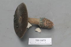 Amanita cyanopus
