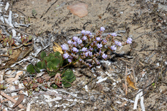 Limonium hyblaeum