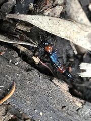 Paederus cruenticollis