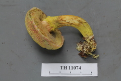 Pulveroboletus