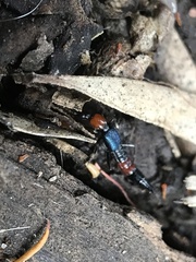 Paederus cruenticollis