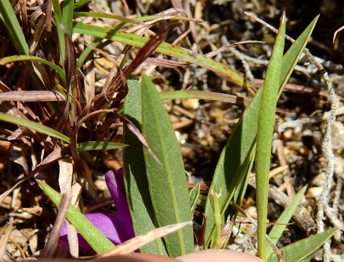Image of Nanogalactia heterophylla by (c) Guillermo Debandi, some rights reserved (CC BY)