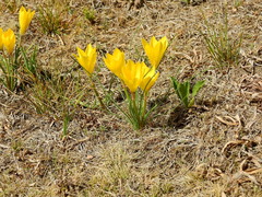 Zephyranthes filifolia