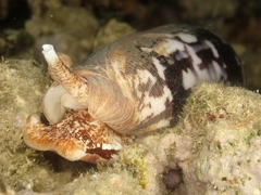 Conus striatus