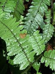 Pristimantis altamnis