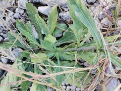 Nicotiana repanda