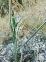 Nicotiana repanda