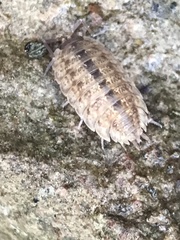 Porcellio monticola