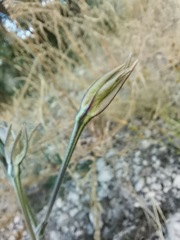 Nicotiana repanda