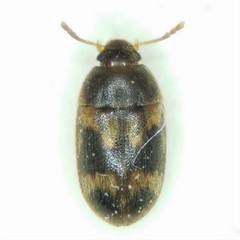 Litargus balteatus