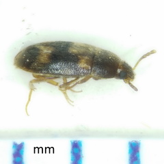 Litargus balteatus