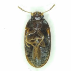 Litargus balteatus