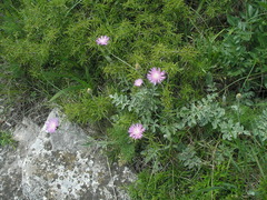 Psephellus leucophyllus