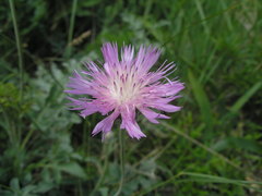 Psephellus leucophyllus