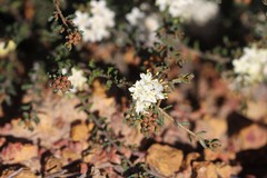 Phebalium tuberculosum