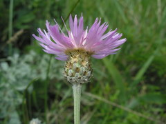 Psephellus leucophyllus