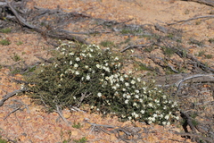 Phebalium tuberculosum