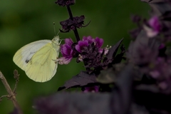 Pieris napi