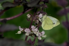 Pieris napi