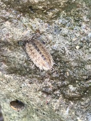 Porcellio monticola