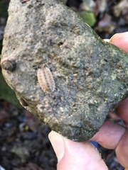 Porcellio monticola
