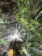 Leptodactylus wagneri