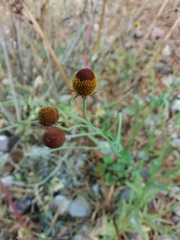 Helenium thurberi