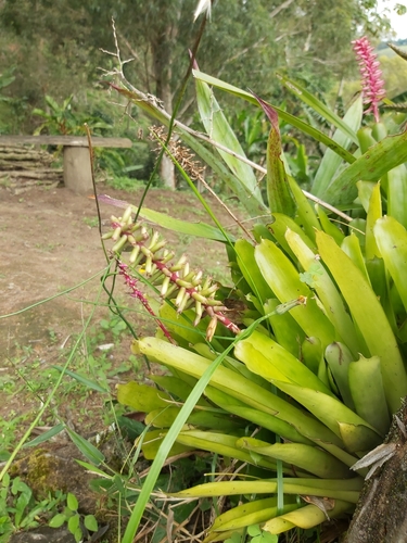 Image of Aechmea gamosepala by (c) Jon Jorgensen, some rights reserved (CC BY)