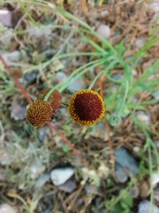 Helenium thurberi