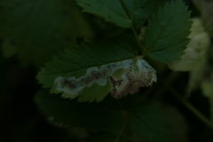 Phytomyza podagrariae