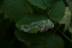 Phytomyza podagrariae