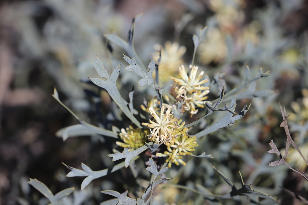 Petrophile glauca