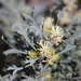 Petrophile glauca - Photo (c) Arthur Chapman, some rights reserved (CC BY-NC-SA), uploaded by Arthur Chapman