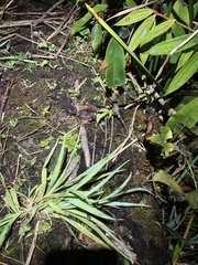 Leptodactylus wagneri