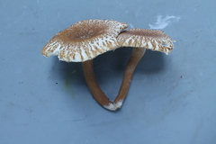 Russula paxilliformis