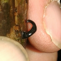 Kontikia ventrolineata