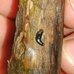 Kontikia ventrolineata