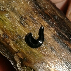 Kontikia ventrolineata