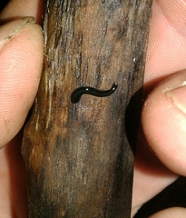 Kontikia ventrolineata