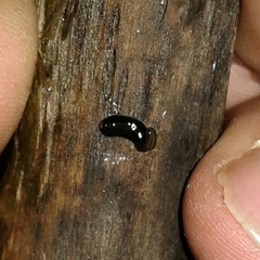 Kontikia ventrolineata