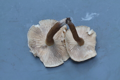 Russula paxilliformis