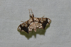 Sisyracera subulalis