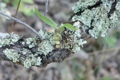 Oncidium brachyandrum