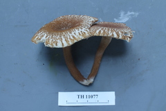 Russula paxilliformis