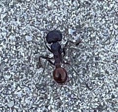 Pogonomyrmex rugosus