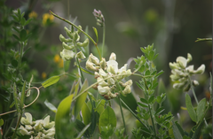 Lathyrus cabrerianus