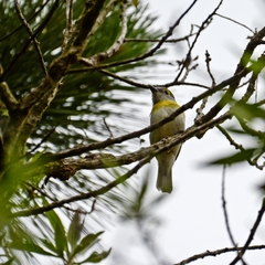 Pachyramphus viridis