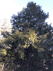 Calocedrus