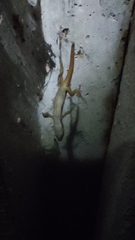 Acanthodactylus erythrurus