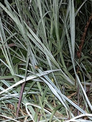 Dendropsophus parviceps